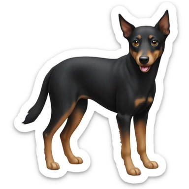 Australian kelpie sticker