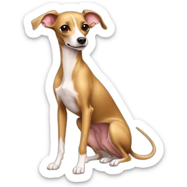 full body dark golden italian greyhound chihuahua sticker