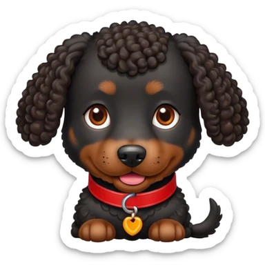 black curly dog with a red collat sticker