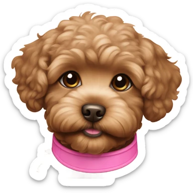 Golden dark brown maltipoo puppy with pink collar sticker