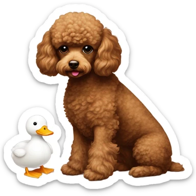 Brown toy-poodle with white toy duck sticker