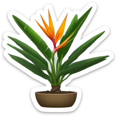 Bird of paradise plant without flowers sticker