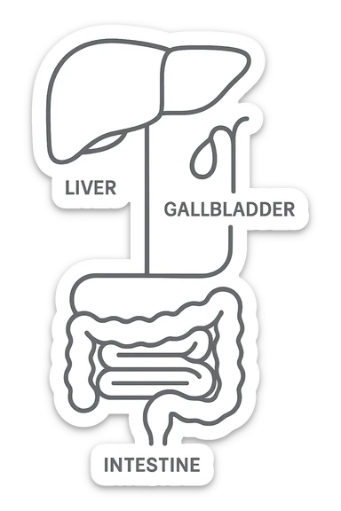 Connessione visiva con linee fegato , intestino e cistifellea sticker