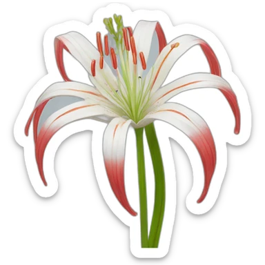 Spider lily sticker