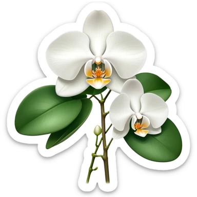 Elegant phalaenopsis moth orchid with white blooms and two visible green leaves at the base sticker