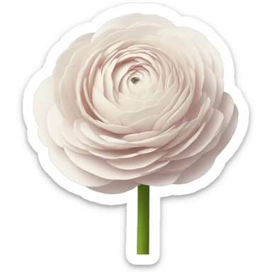 Ranunculus sticker
