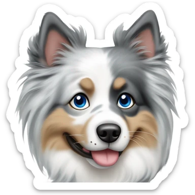 Blue Merle spitz nain with a One blue eye sticker