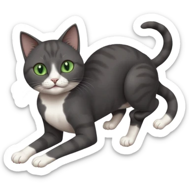 beautiful female solid dark grey cat with green eyes, white toes/paws and white patch on her chest playfully rolling upside down sticker