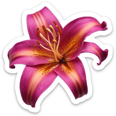 magenta stargazer tiger lily sticker