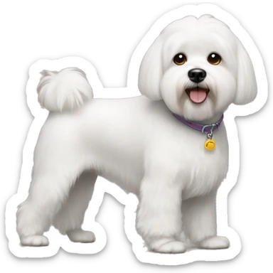 White bichon shitzu mix dog sticker