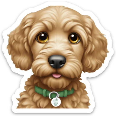 Apricot cockapoo puppy sitting sage eyes sticker