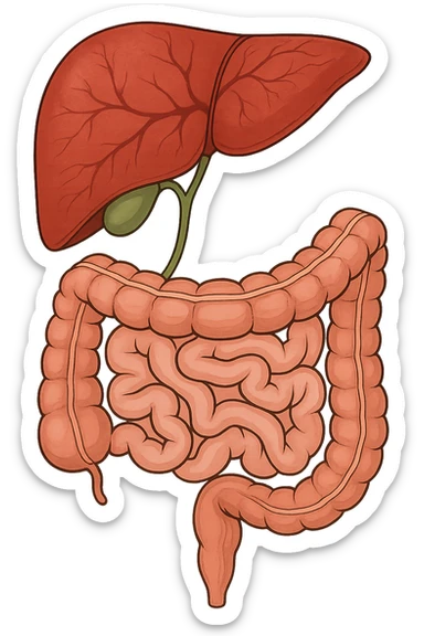 Connessione visiva, fegato , intestino e cistifellea sticker