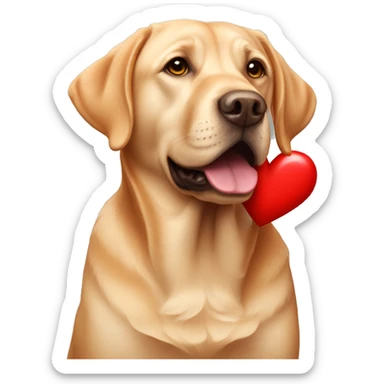 Red Labrador holding a heart sticker