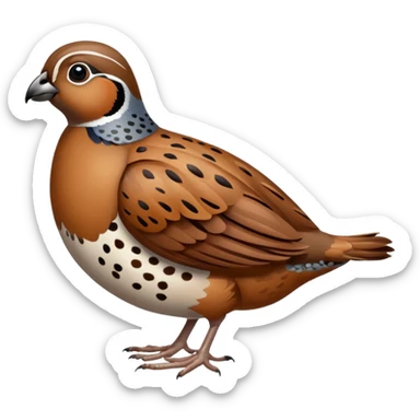 Quail sticker
