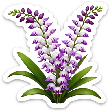 big bouquet white purple Rhynchostylis Orchid, stem, leaf, luxuriant sticker