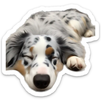 Blue Merle Australian shepherd sleeping on his back sticker