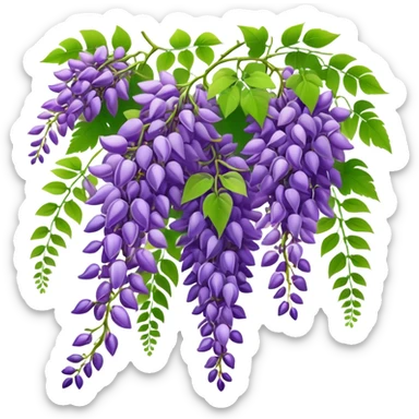 Beautiful wisteria with long cascading clusters of purple flowers hanging like grapes, with delicate green pinnate leaves sticker