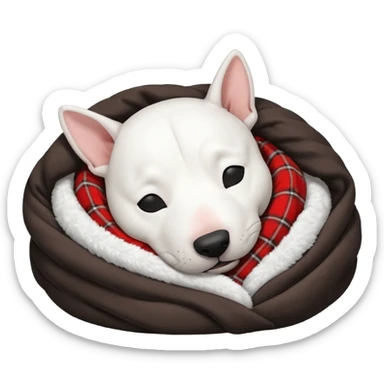 bull terrier sleeping cozy with blanket black head and eats sticker