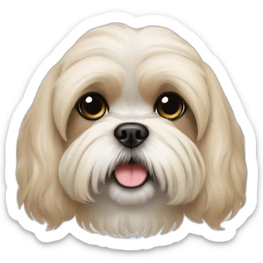 cream colored shih tzu poo with darker ears sticker