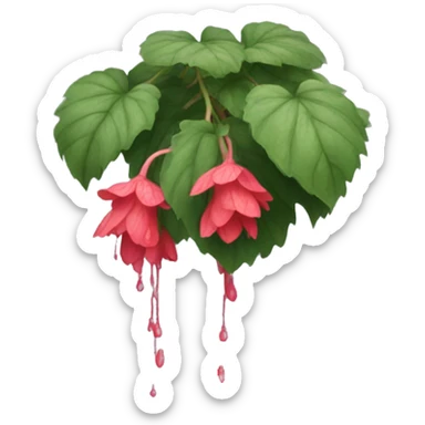 Weeping begonia  sticker
