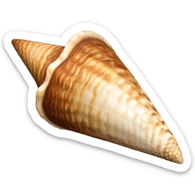 hebrew cone shell sticker