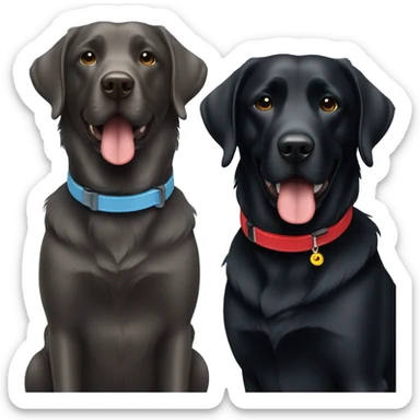 2 happy adult black labradors, one has a red collar, one has a light blue collar,side by side. sticker