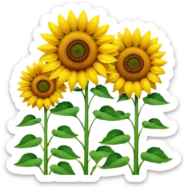 Sunflower field no background  sticker