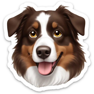 Chocolate brown & white Australian shepherd  sticker