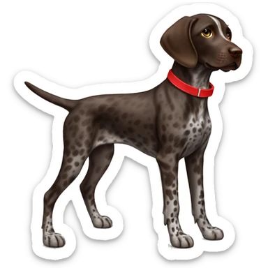 Dark Brown spotted German short haired pointer puppy with ticking with red collar  sticker