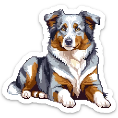 Merle Australian Shepherd dog laying down, blue merle coat, relaxed sticker
