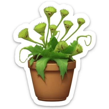 small venus fly traps in a pot sticker