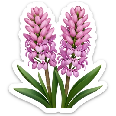 Pink hyacinth sticker