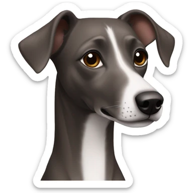 Dark Grey brown with no other color Formosa mountain dog and Italian greyhound mix no white on the face, dark brown eyes, ears up sticker