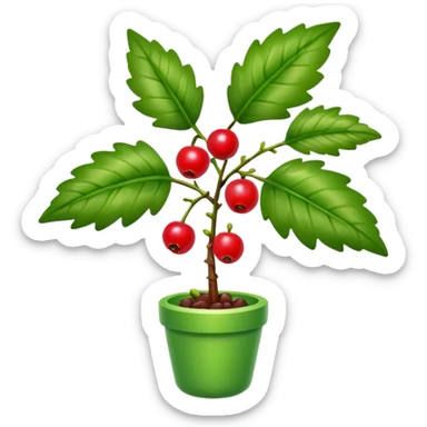 Houx plante sticker
