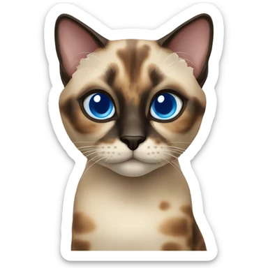tortoiseshell siamese cat blue eyes sticker