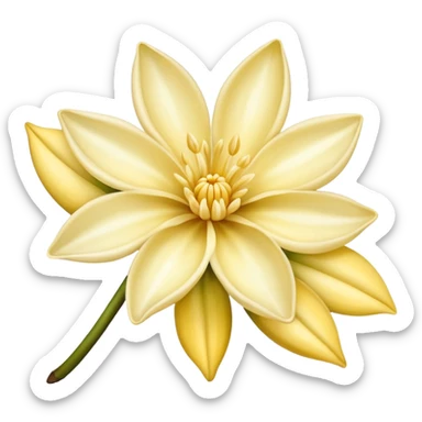 vanilla flower and pod, soft yellow and cream colors sticker