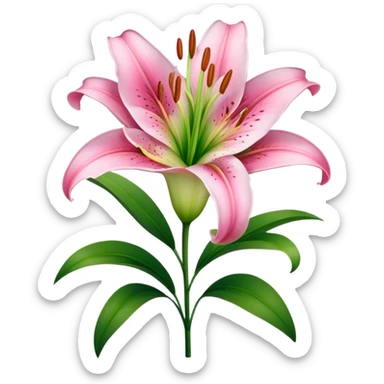 Beautiful pink lily flower with green stem and leaves sticker