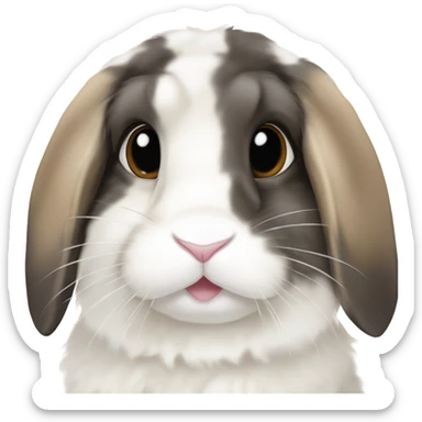 Tri colour holland lop bunny  sticker
