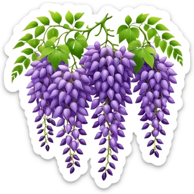 Beautiful wisteria with long cascading clusters of purple flowers hanging like grapes, with delicate green pinnate leaves sticker