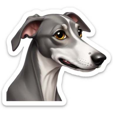 Cute Italien greyhound boy «isabella » color sticker