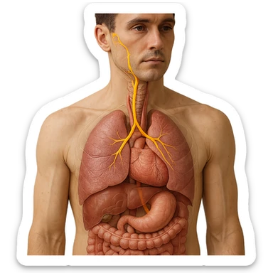 vagus nerve highlighted on human body, 4K realistic image, precise anatomical details, vagus nerve path clearly visible from skull to main organs, natural colors, transparency effect showing internal organs, clinical atmosphere, neutral background sticker