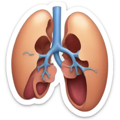 Kidney organs sticker