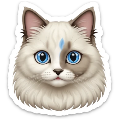 Bicolor seal point Ragdoll cat  sticker