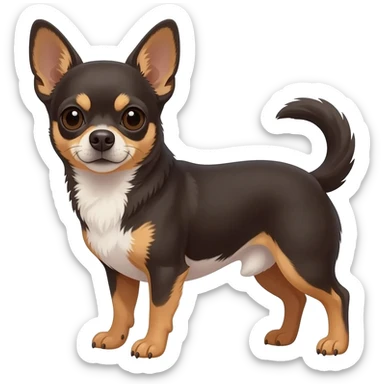 Chihuahua marron noir et blanc au ventre sticker