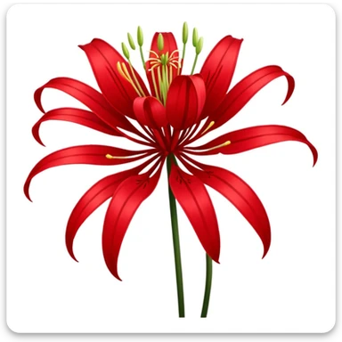 Chinese red spider lily  sticker