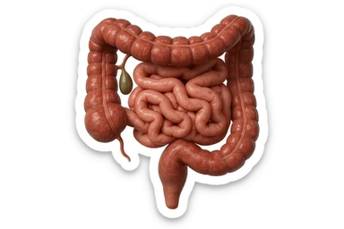 CISTIFELLEA E INTESTINO SONO COLLEGATI NEL DOLORE, SENZA SCRITTE E L'INTESTINO FALLO PERFETTO E REALISTICO, NON DISEGNATO iperrealistico 4k sticker