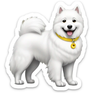 Samoyed with a yellow collar sticker