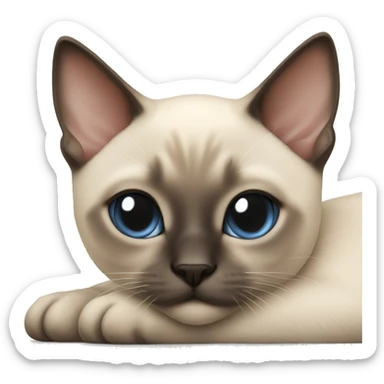 Siamese kitten laying sticker