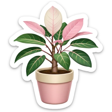 ficus elastica tineke rubber plant in cream plant pot sticker