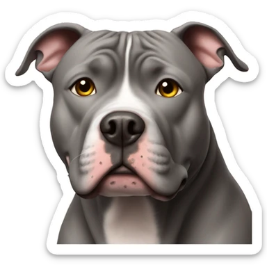 fat grey pitbull gazing at camera sticker